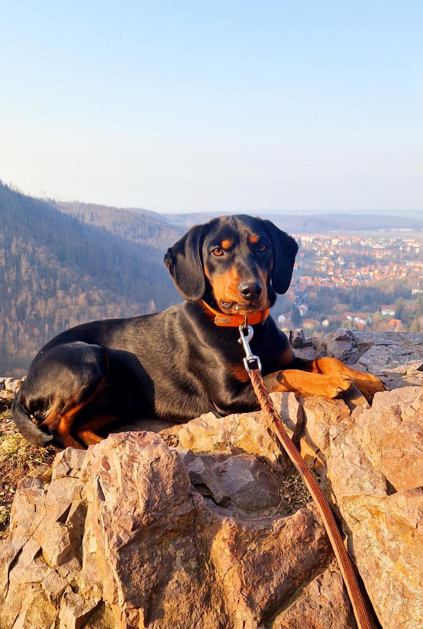 Ferienwohnung Schwarzer Hirsch Wieda Bagian luar foto